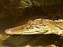 krokodil